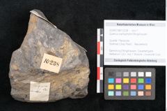 Foto (Objekt + Etikett) von Quercus pachyphylla Ettingshausen (NHMW-GEO-2024-0188-10238)